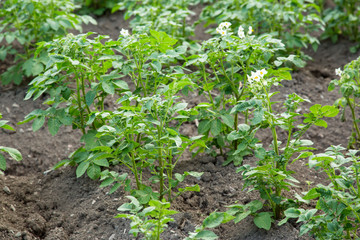 Potato tops in blossom