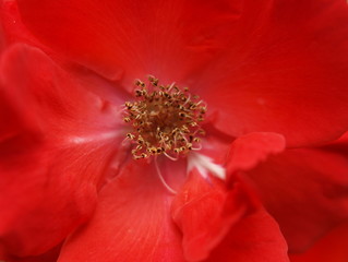 Rosa Polyantha closeup
