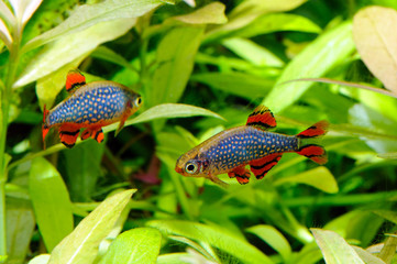 Aquarium fish - celestial pearl danio