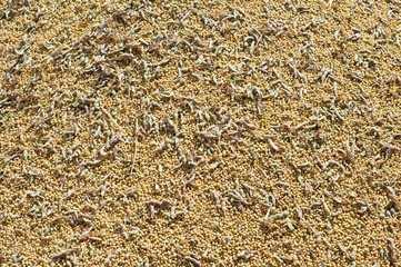 soy bean harvest