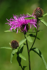 Violet thistle flower (Cirsium)