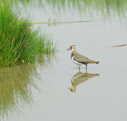 Pavoncella - Vanellus vanellus