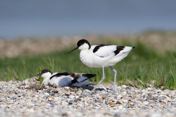 Säbelschnäbler, Pied avocet, Recurvirostra avosetta