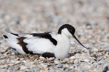 Säbelschnäbler, Pied avocet, Recurvirostra avosetta