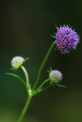devil's-bit flower (Succisa pratensis)