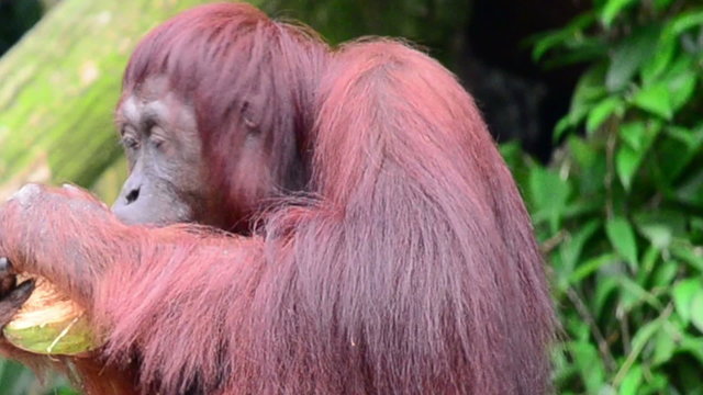 an orangutan peeling a coconut and being rewarded with a pear
