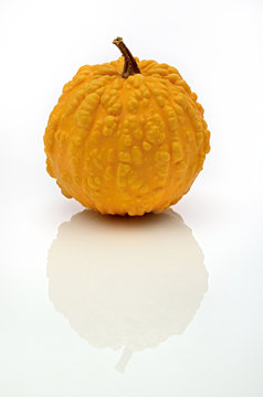 zucchetta gialla autunno