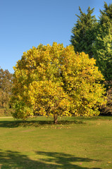 Autumnal trees in park