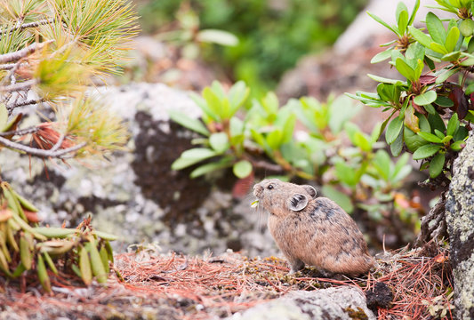 Pika (Ochotona Alpina)