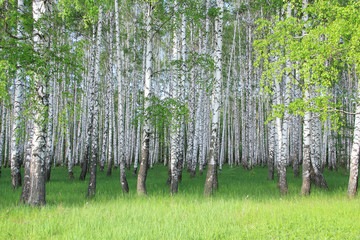 birch grove