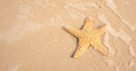 Fototapeta na wymiar Starfish In The Moving Ocean Water