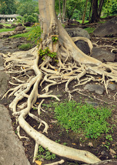 big roots of old tree
