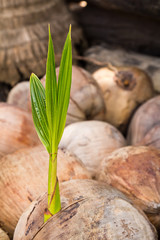 Sprout of coconut tree