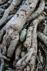 Buddha's Head hidden in the Root