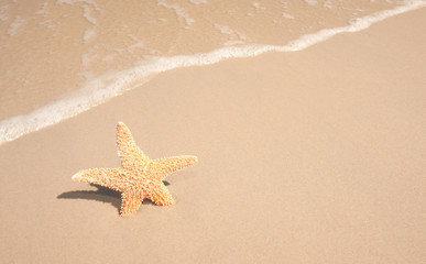 Fototapeta na wymiar Starfish At The Beach