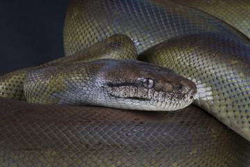 Papua python / Apodora papuana