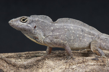 Anolis / Anolis sagrei