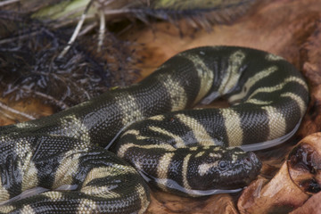 File snake / Acrochordus granulatus