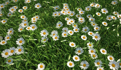 Bird eye view of a grass meadow,  plenty of daisy flowers.
