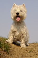 West Highland White Terrier