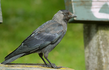 Jackdaw
