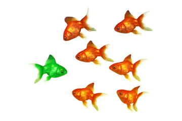 Gold fish group one being green