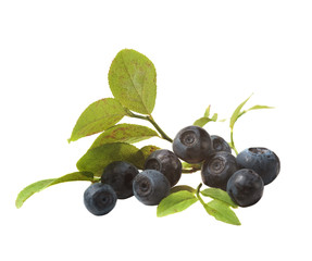 blueberries and leaves