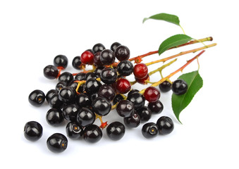 branch of a ripe bird cherry berries