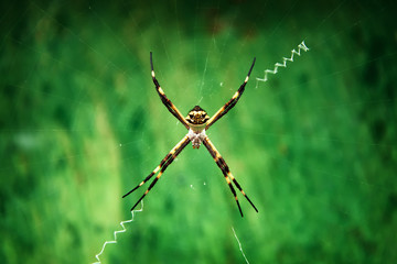 Silver Argiope