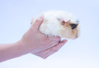 funny cavy on white in hand