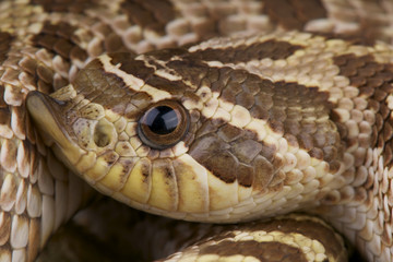 Hog-nosed snake / Heterodon nasicus
