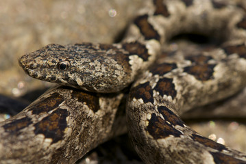 Fototapeta premium Bark snake / Hemirhagerrhis viperinus