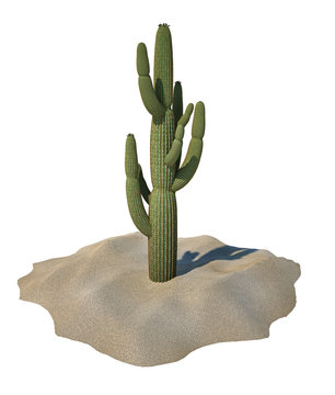 Cactus plant on sand, isolated.