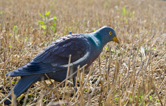 Pigeon Decoy For Hunting