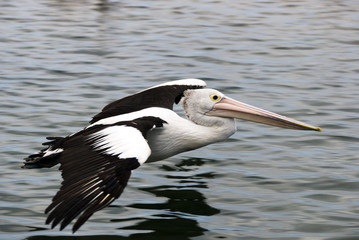 Fototapeta na wymiar Pelican latające blisko wody