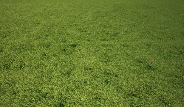 Grass meadow, bird eye view.