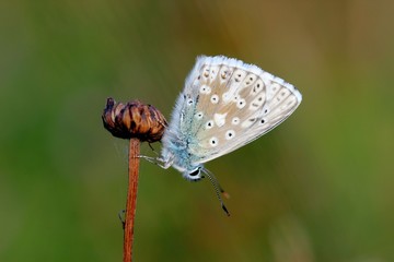 Silbergrüner Bläuling (Polyommatus coridon)