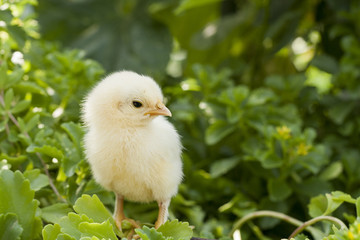 Pequeño pollito