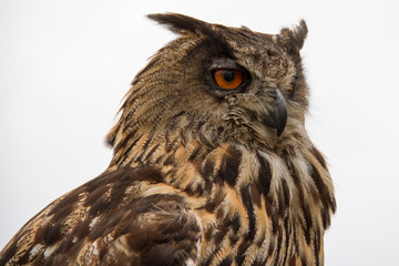 Eagle Owl