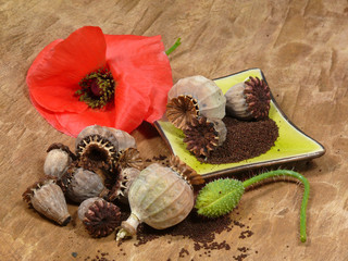 Mohn aus Samenkapseln