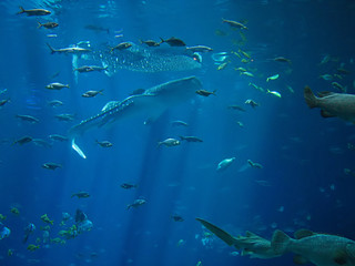 Fototapeta premium Saltwater Fish