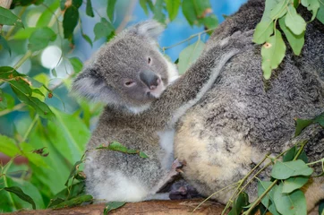 Papier Peint photo Lavable Koala Bébé Koala 6 mois