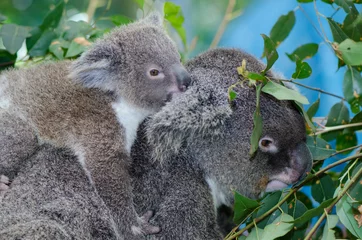 Crédence de cuisine en verre imprimé Koala Bébé Koala 6 mois