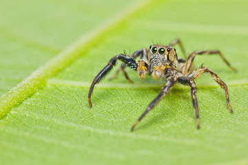 Close up of jumper spider