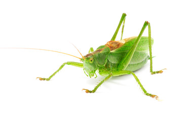 Grasshopper Isolated on White Background