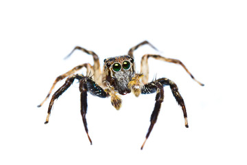 isolated of jumper spider on white background