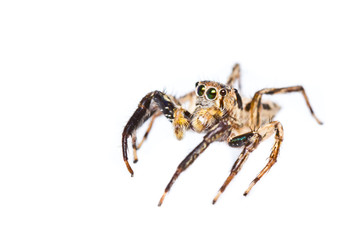 isolated of jumper spider on white background