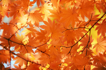 Autumn maple leaves