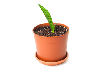Young sansevieria
