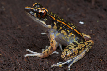 Obraz premium Striped stream frog / Hylarana picturata
